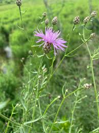 Attēlu rezultāti vaicājumam “Centaurea stoebe”
