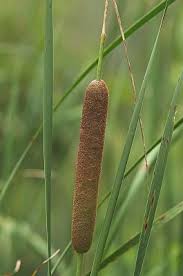 Attēlu rezultāti vaicājumam “Typha angustifolia”