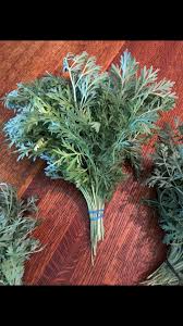 Image result for Artemisia absinthium