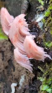 Attēlu rezultāti vaicājumam “Stemonitis fusca young”