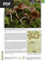 Attēlu rezultāti vaicājumam “Diderma rufostriatum young”