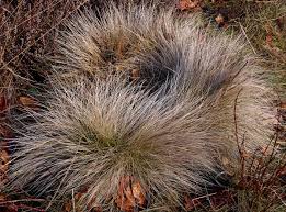 Attēlu rezultāti vaicājumam “Nardus stricta”