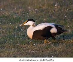 Attēlu rezultāti vaicājumam “Somateria mollissima male”