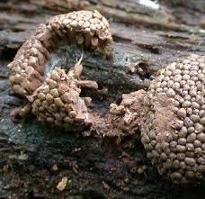 Attēlu rezultāti vaicājumam “Tubifera montana”