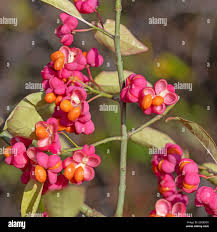 Attēlu rezultāti vaicājumam “Euonymus europaeus fruit”
