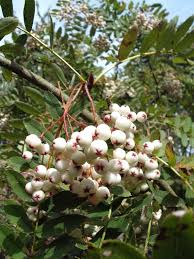 Attēlu rezultāti vaicājumam “Sorbus”