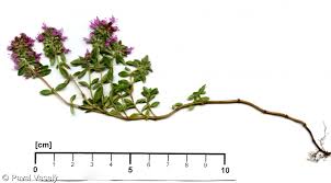 Attēlu rezultāti vaicājumam “Thymus pulegioides fruit”