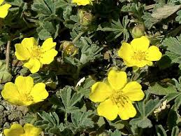 Attēlu rezultāti vaicājumam “Potentilla arenaria”