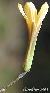 Attēlu rezultāti vaicājumam “Mycelis muralis”