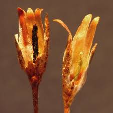 Attēlu rezultāti vaicājumam “Primula farinosa bud”