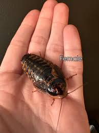 Attēlu rezultāti vaicājumam “Badhamia dubia sessile”