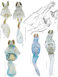 Attēlu rezultāti vaicājumam “Thalera fimbrialis”