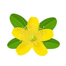Attēlu rezultāti vaicājumam “Hypericum perforatum flower”