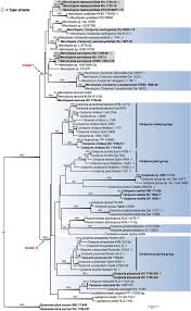 Attēlu rezultāti vaicājumam “Ceriporia viridans”
