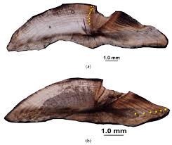 Image result for Haemulon album