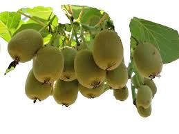 Attēlu rezultāti vaicājumam “Actinidia kolomikta fruit”