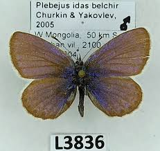 Attēlu rezultāti vaicājumam “Plebejus idas”