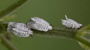 Attēlu rezultāti vaicājumam “Orthezia urticae”