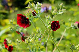 Image result for Rosengewächse