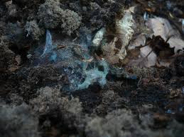 Attēlu rezultāti vaicājumam “Byssocorticium atrovirens”