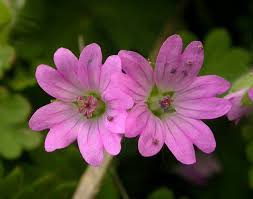 Attēlu rezultāti vaicājumam “Geranium molle flower”