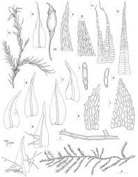 Attēlu rezultāti vaicājumam “Conardia compacta”