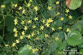 Attēlu rezultāti vaicājumam “Mycelis muralis”