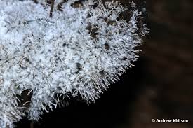 Attēlu rezultāti vaicājumam “Polycephalomyces tomentosus”