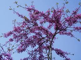 Attēlu rezultāti vaicājumam “Diderma cingulatum sessile”