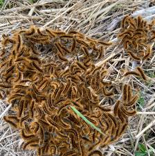 Attēlu rezultāti vaicājumam “Malacosoma castrensis larva”