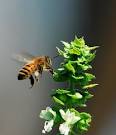 UK Bees going extinct in 10 years   Democratic Underground