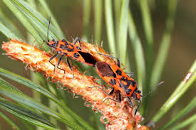 Attēlu rezultāti vaicājumam “Corizus hyoscyami imago”