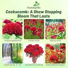 Attēlu rezultāti vaicājumam “Collaria rubens stalked”