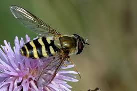 Attēlu rezultāti vaicājumam “Syrphus sp. imago”