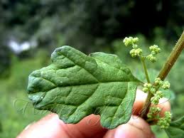 Image result for Chenopodium botrys