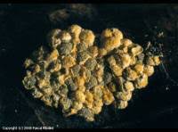 Attēlu rezultāti vaicājumam “Physarum contextum sessile”