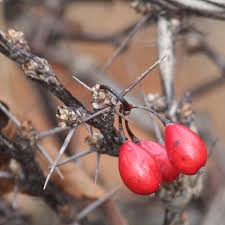 Attēlu rezultāti vaicājumam “Berberis thunbergii fruit”