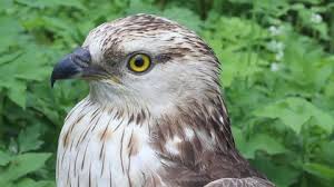 Attēlu rezultāti vaicājumam “Pernis apivorus adult”