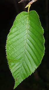 Attēlu rezultāti vaicājumam “Betula alleghaniensis”