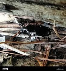 Attēlu rezultāti vaicājumam “Pterostichus oblongopunctatus”