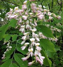 Attēlu rezultāti vaicājumam “Cladrastis kentukea”