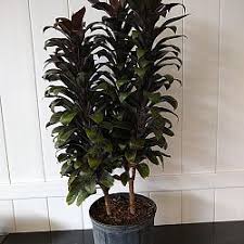 Attēlu rezultāti vaicājumam “Conardia compacta macro”