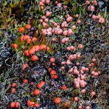 Attēlu rezultāti vaicājumam “Brefeldia maxima plasmodium”