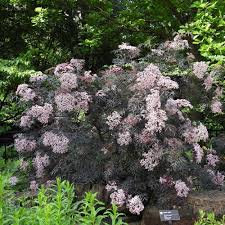 Attēlu rezultāti vaicājumam “Sambucus”