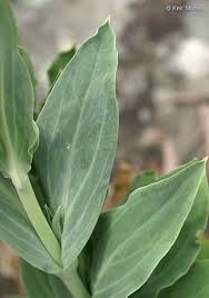 Attēlu rezultāti vaicājumam “Silene vulgaris leaf”
