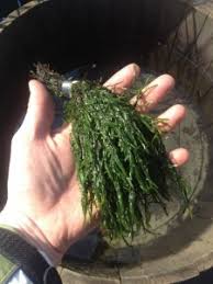 Attēlu rezultāti vaicājumam “Fontinalis antipyretica”