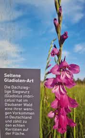 Attēlu rezultāti vaicājumam “Gladiolus imbricatus fruit”