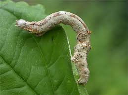 Attēlu rezultāti vaicājumam “Selenia dentaria larva”