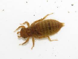 Attēlu rezultāti vaicājumam “Gomphidae”