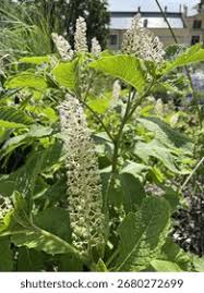Attēlu rezultāti vaicājumam “Phytolacca acinosa flower”